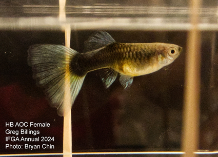 female guppy hb aoc